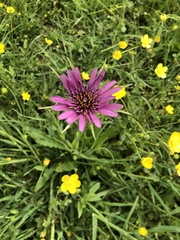 Tragopogon eriospermus