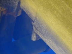 Tarentola mauritanica