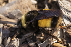 Bombus terricola image