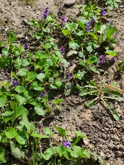Viola odorata