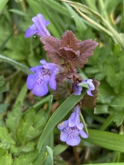 Glechoma hederacea