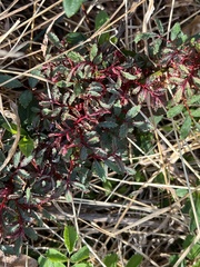 Phyllocoptes fructiphilus