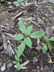 Impatiens glandulifera