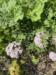 Darmera peltata
