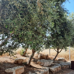 Olea europaea