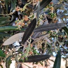 Olea europaea