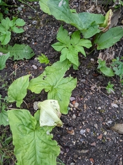 Arum maculatum
