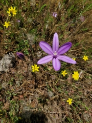 Brodiaea appendiculata