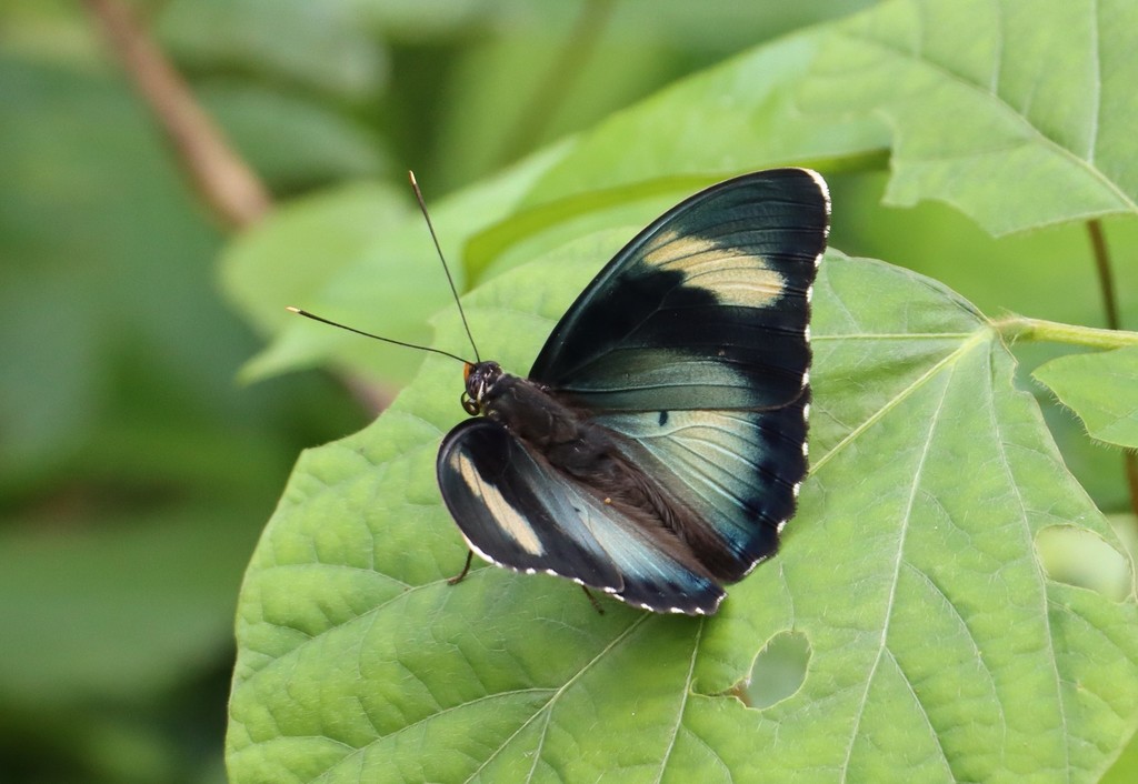 Euphaedra ceres