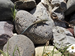 Aspidoscelis neomexicanus