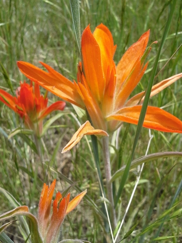 Wholeleaf Paintbrush