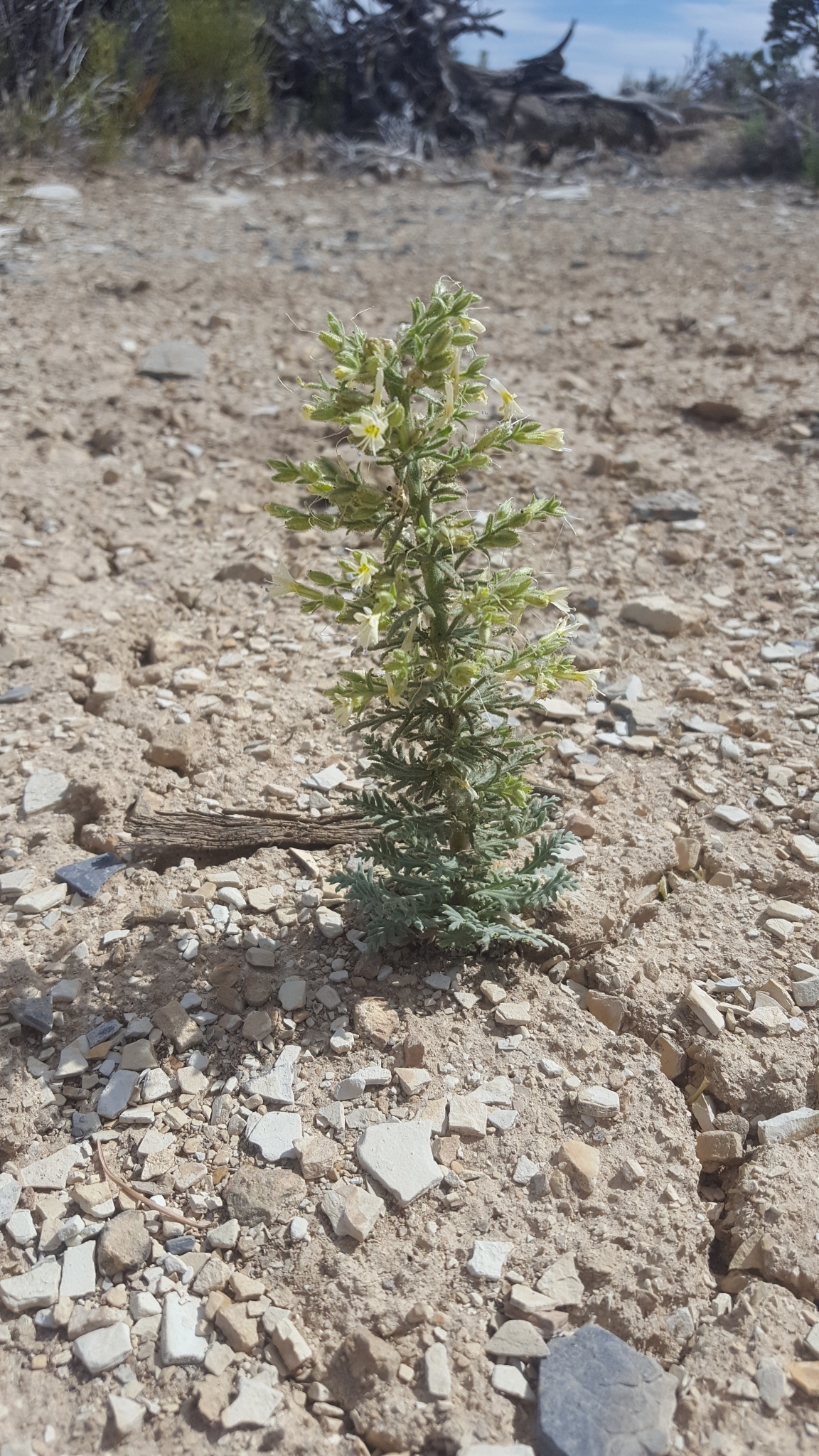 Aliciella stenothyrsa