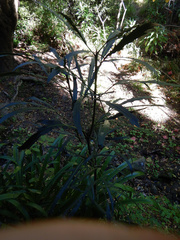 Pseudopanax crassifolius × lessonii
