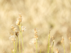 Baccharis spartioides