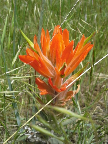 Wholeleaf Paintbrush