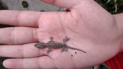 Hemidactylus frenatus