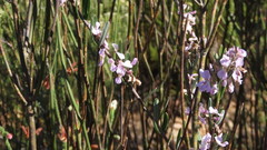 Indigofera grisophylla