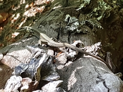 Podarcis muralis
