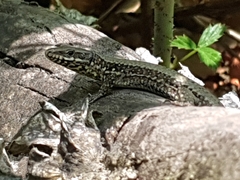 Podarcis muralis