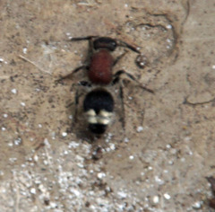 Mimecomutilla renominanda