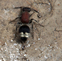 Mimecomutilla renominanda