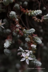 Sedum brevifolium