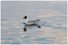 Chroicocephalus ridibundus