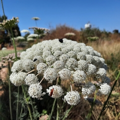 Daucus carota