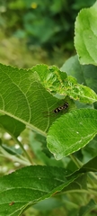 Clytus arietis