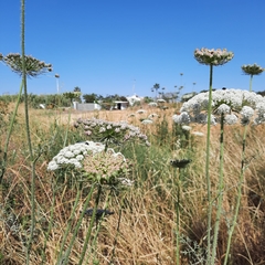 Daucus carota