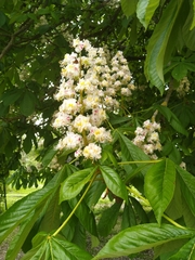 Aesculus hippocastanum