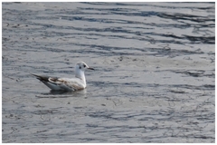 Chroicocephalus ridibundus