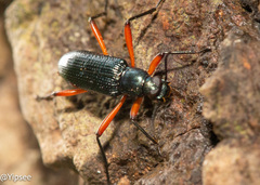 Strongylium erythrocephalum