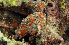 Fowlerichthys senegalensis