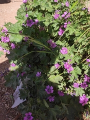 Malva sylvestris