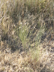 Baccharis spartioides