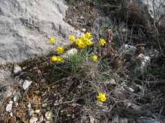 Narcissus assoanus