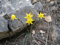 Narcissus assoanus