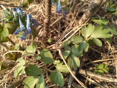 Corydalis turtschaninovii