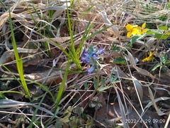 Corydalis turtschaninovii