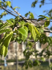 Ulmus americana