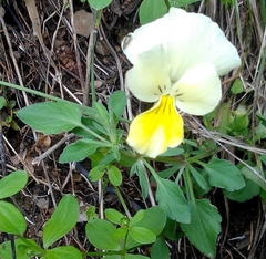 Viola munbyana