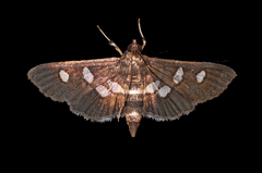 Desmia subdivisalis