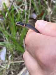 Diadophis punctatus stictogenys