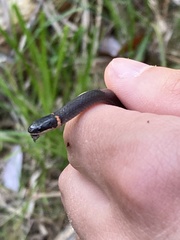 Diadophis punctatus stictogenys