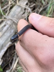 Diadophis punctatus stictogenys