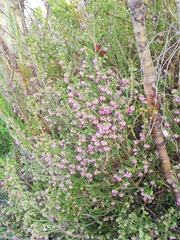 Erica globiceps consors