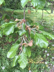 Fagus sylvatica