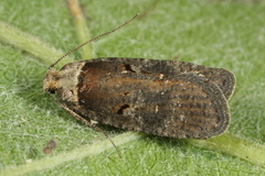 Agonopterix conterminella