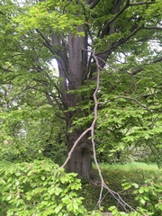 Fagus sylvatica